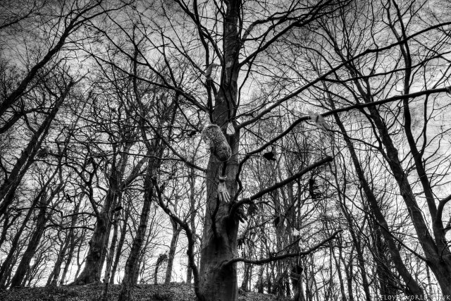 creepytree200217_45